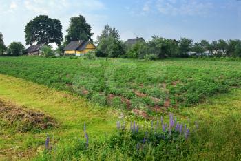 Royalty Free Photo of a Rural Landscape With a House, Potato Field and Flowers