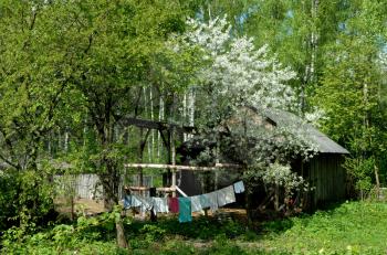 Royalty Free Photo of a Rustic House With a Clothesline and Blossoming Trees