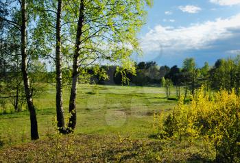 Royalty Free Photo of a Rural Landscape and Birches in Spring