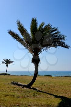 Royalty Free Photo of Palm Trees and a Beach in the Background