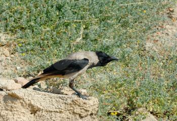 Royalty Free Photo of a Hooded Crow