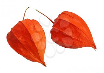 Physalis, brightest autumn plant, isolated on a white background