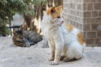 Two stray cats around the house in Jerusalem