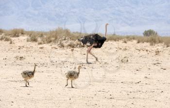 African ostrich and ostrich chick in the reserve Hai-Bar Yotvata in southern Israel.
