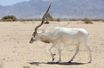 Antelope Addax in the reserve Hai-Bar Yotvata in southern Israel.