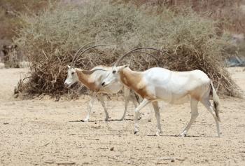 Scimitar Oryx in the reserve Hai-Bar Yotvata in southern Israel.