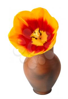 Tulip flower in a pot of red clay, isolated on a white background.