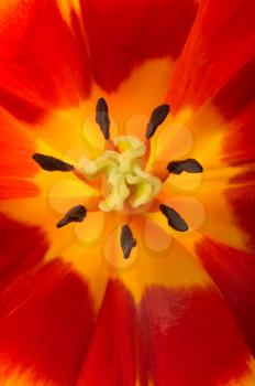 Close-up of the central part of the tulip flower.