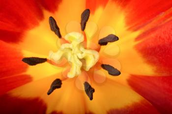 Close-up of the central part of the tulip flower.