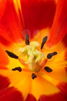 Close-up of the central part of the tulip flower