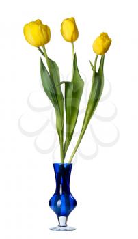 Tulip flowers in a blue glass vase, isolated on a white background.
