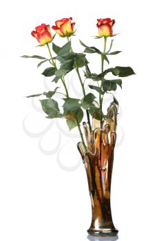 Red roses in a glass vase, isolated