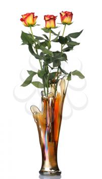 Red roses in a glass vase, isolated