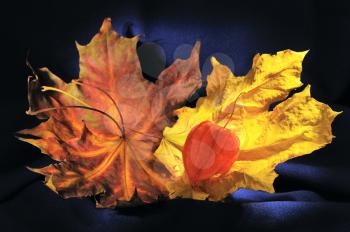 Bright autumn leaves and physalis, lying on a blue background.
