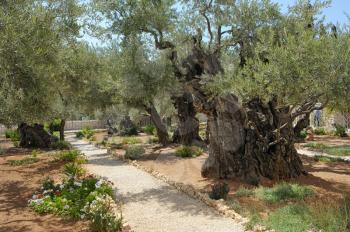 Royalty Free Photo of the Garden of Gethsemane on the Mount of Olives