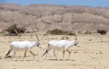 Oryx in the reserve Hai-Bar Yotvata in southern Israel.