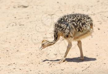 African ostrich chick in the reserve Hai-Bar Yotvata in southern Israel.