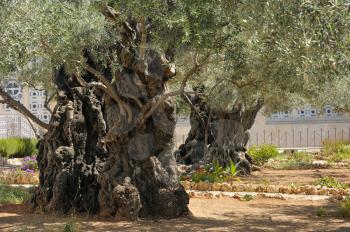 Garden of Gethsemane on the Mount of Olives