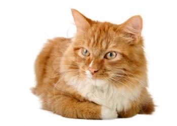 Young ginger cat, isolated on a white background