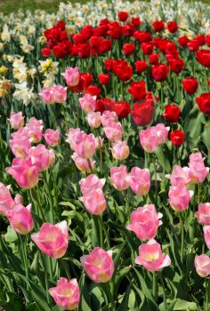 The bright red and pink flowers of tulips