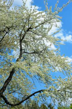 flowering tree with white flowers in the spring