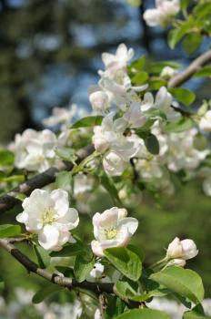 Branch of blossoming apple in the spring