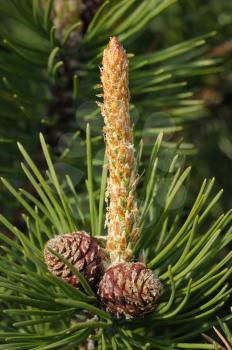 Young pine twig with small cones at the beginning of the summer