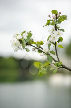 Branch of blossoming apple above the lake in the spring