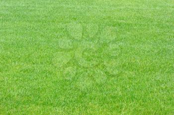 Flat trimmed lawns, the texture of green grass.