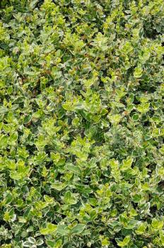 Euonymus emerald gaiety, groundcover plant in the garden