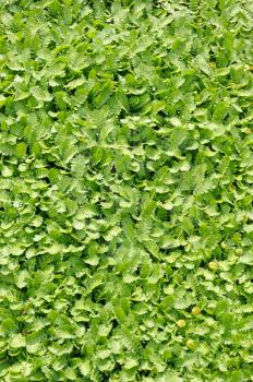 Groundcover plant, decorative texture in the garden