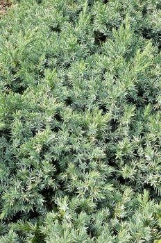 Juniperus squamata, slow-growing coniferous evergreen decorative shrub