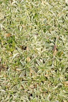 Arabis fern, groundcover plant, decorative texture in the garden