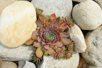Plant houseleeks with many sprout among the rocks 