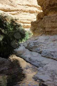 Oasis in the desert, Ein Gedi nature reserve on the shore of the Dead Sea. 
