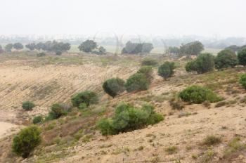 Trees, bushes, grass and cacti on waste ground near the town in Israel