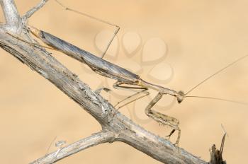 Closeup of the nature of Israel - mantis on a branch