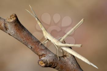 Closeup of the nature of Israel - Acrida on a branch