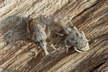 Closeup of the nature of Israel - two weevils