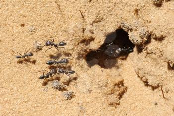 Closeup of the nature of Israel - cataglyphis ants