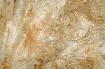 Closeup of the nature of Israel -  eucalyptus texture