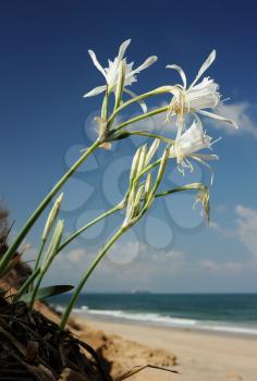 Large white flower Pancratium maritimum on the sandy shores of the Mediterranean Sea in Israel