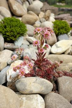 Sempervivum among the rocks on the alpine hill in the park
