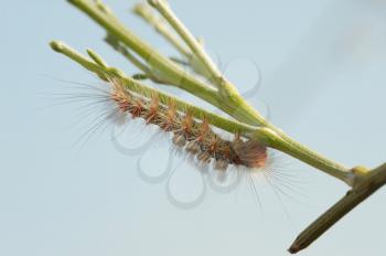 Closeup of the nature of Israel - furry caterpillar