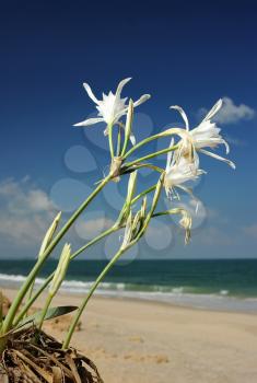 Large white flower Pancratium maritimum on the sandy shores of the Mediterranean Sea in Israel