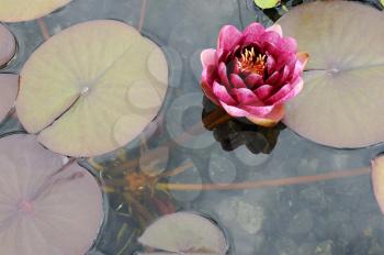 Big burgundy flower water lily Conqueror on a pond