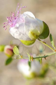 Capparis spinosa, best known for the edible flower buds (capers)