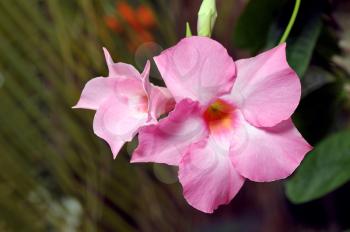 Large pink flower of a tropical plant Dipladeniya