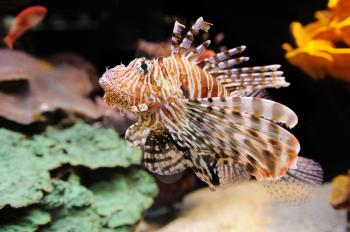 Lionfish (Turkeyfish) and coral in the Red Sea.