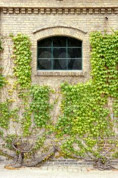 Grape leaves, covered the walls of the old building